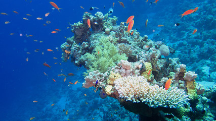 Obraz na płótnie Canvas coral reef