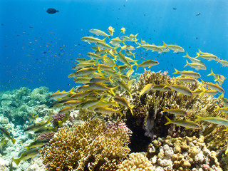 Naklejka na ściany i meble coral reef and yellow fish school