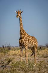 Giraffe around a waterhole inside the Etosha National Park, Namibia, Africa