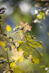 Blätter im Herbst