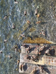 ducks eating at como lake