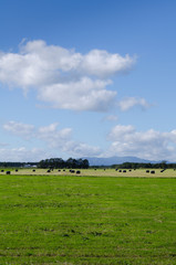 牧草地帯の風景