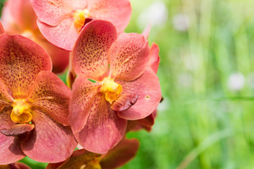 Beautiful pink orchid