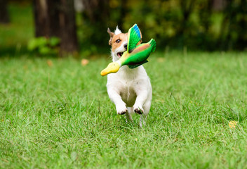 Dog fetching a toy duck running at camera