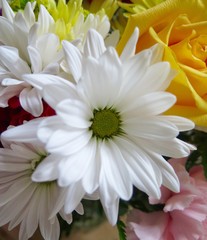 Fototapeta premium Fresh Colorful spring bouquet of roses and daisies