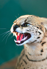 Hissing Caracal