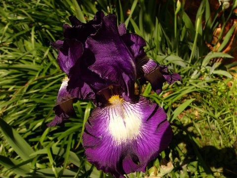 Normandie, Iris violet