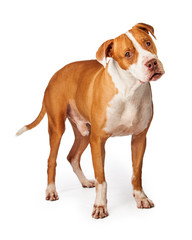 Pit Bull Crossbreed Dog With Curious Expression