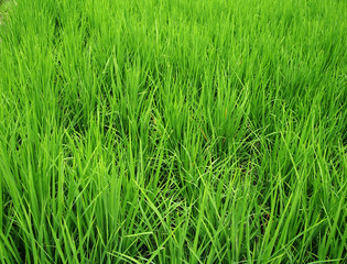 Green Grass Field