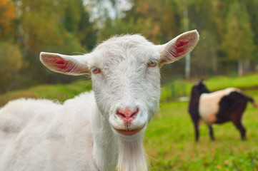 Bearded white goat on the green pasture