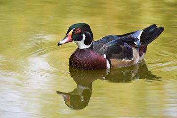 Male Wood Duck is swimming on green water