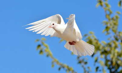White pigeon flying with open wings