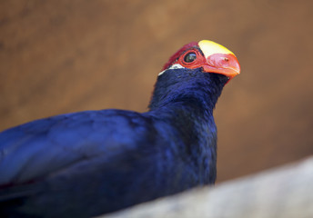 Violet turaco
