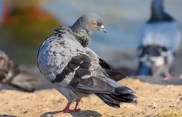 Pigeon isolated