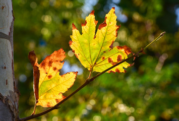 Autumn leaf