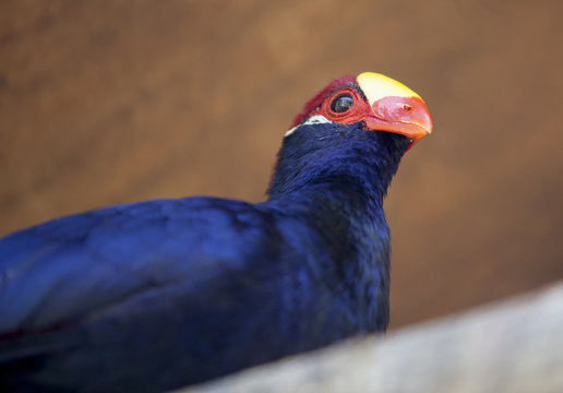 Violet Turaco