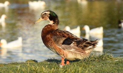 Duck is standing on green grass near water.