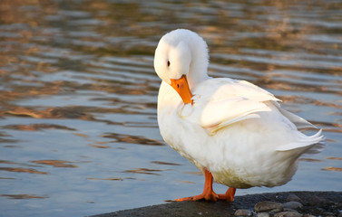 White duck is standing near lake