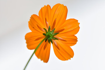 Orange Flower
