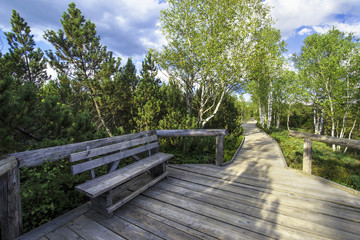 peat-bog Šumava