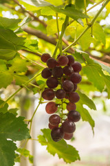 grape wine