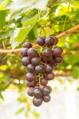 grape wine