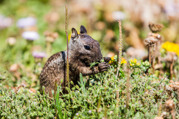 California ground squirrel (Otospermophilus beecheyi)