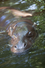 Pygmy hippo playing