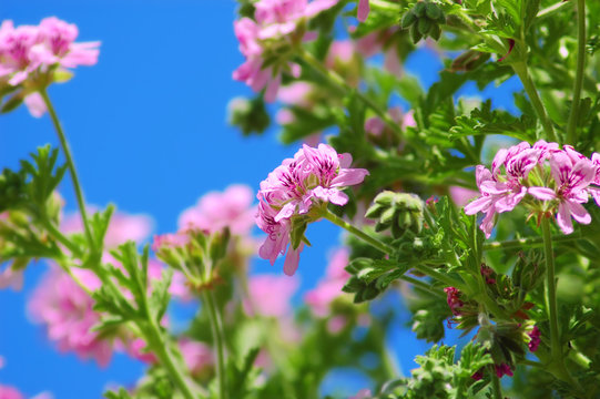Bellissimo fiore di geranio rosa