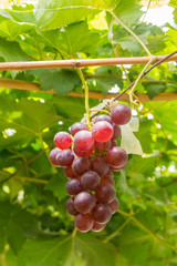 grape wine