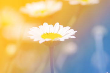 Fiore di Margherita - Fiore di margherita con effetto luce 