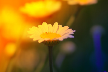 Fiore di Margherita - Fiore di margherita con effetto luce 