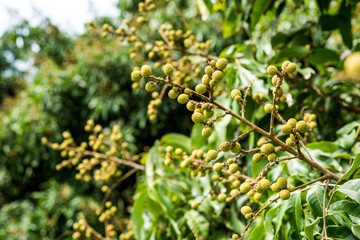 Longan orchards - Tropical fruits young longan in Lamphun, Thail