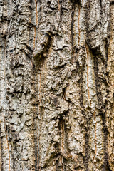 Tree bark texture