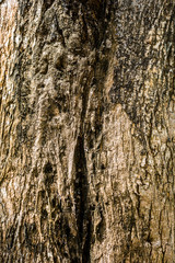Tree bark texture