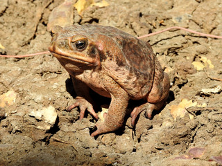  Camoolweal Queensland,Australia  cane toad.