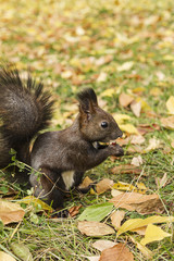 Naklejka na ściany i meble squirrel gnaws nut, autumn foliage
