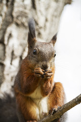 Naklejka na ściany i meble red squirrel on a tree