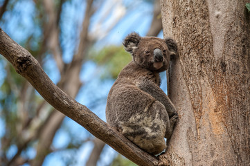 Koala in tree