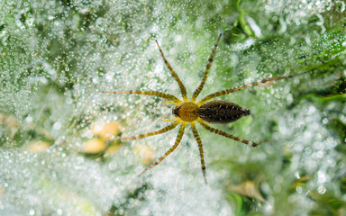 Spider on a spider web with a green background