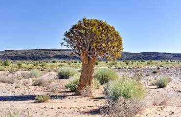 Quiver Tree - Namibia