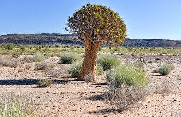 Quiver Tree - Namibia