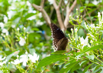 black butterfly is drinking nectar on white flower