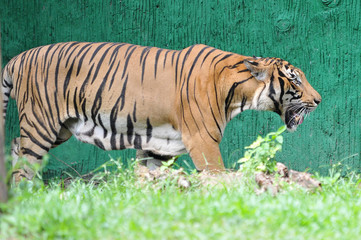 Malayan tiger (Panthera tigris jacksoni)