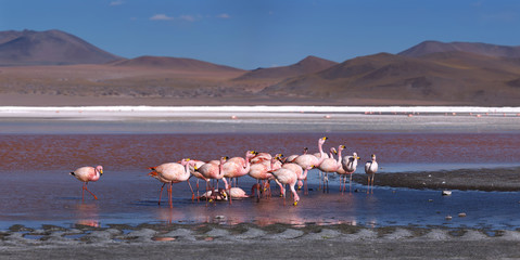 Obraz premium Pink flamingoes in lagoon Colorada, Altiplano, Bolivia