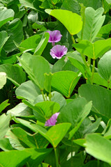 Beach Morning Glory.