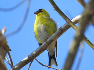 Fototapeta premium American Goldfinch Sitting On A Tree 