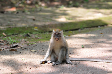 long-tailed macaque,Macaca fasciculari