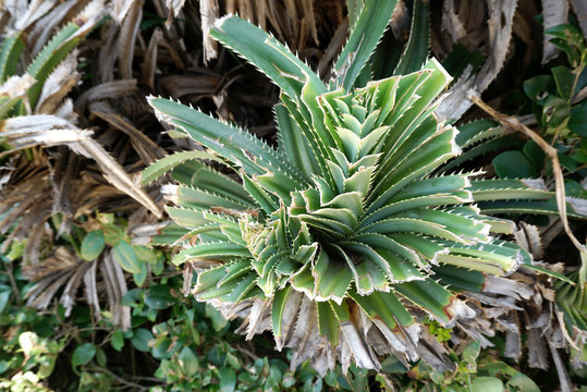 Fototapeta Layer of thorny leaves