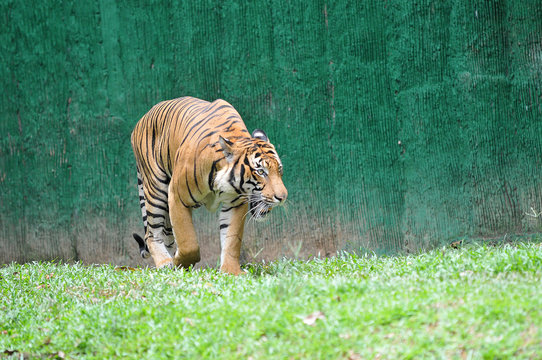 Malayan tiger (Panthera tigris jacksoni)